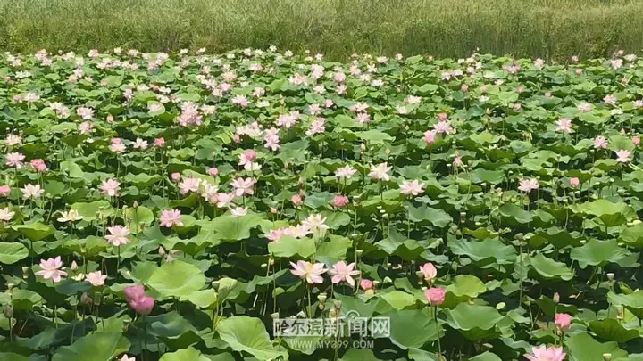哈尔滨赏荷全攻略:最佳时间上午,必去这几个顶级景点