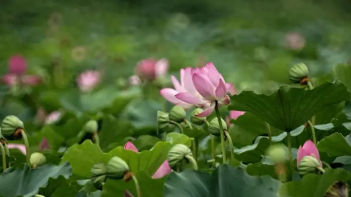 圆明园千亩荷塘盛放 北京夏日打卡点亮生态盛景