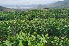 从一芽难求到连梗带叶皆是宝 温州抹茶带来“海的味道”