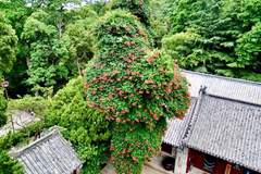 盛夏仙境花满古柏!崂山太清百年凌霄绚烂绽放
