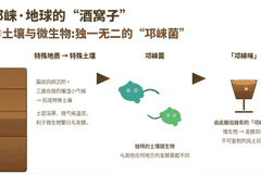 为什么说邛崃是世界白酒第一大原乡？