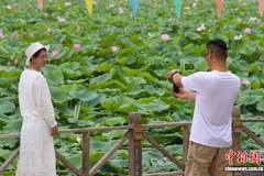 宁夏银川鸣翠湖荷花绽放引游人