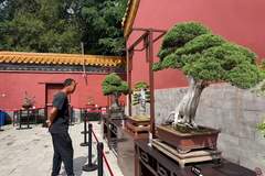 京津冀盆景艺术展开幕 近300盆精品盆景亮相景山公园