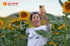 乌鲁木齐这片花海，背靠雪山随便拍