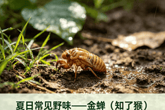 三伏天网红“知了猴”，这几种人不宜食用