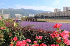 岷县:迭藏河畔花盛开