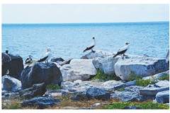 “生物进化博物馆”加拉帕戈斯（旅人心语）
