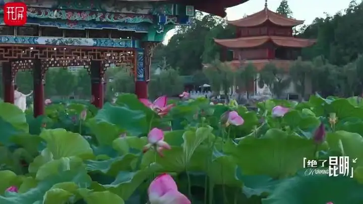 绝了昆明(110)|夏日顶流荷景,在大观楼误入藕花深处