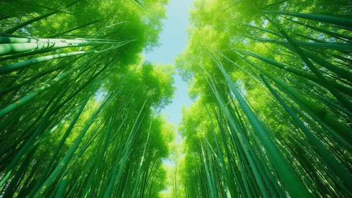 老舍:避 暑