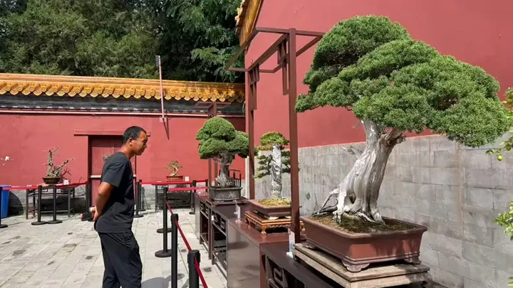 京津冀盆景艺术展开幕 近300盆精品盆景亮相景山公园