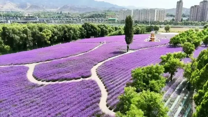 藏在黄河臂弯里的治愈花海,永靖秘境等你来