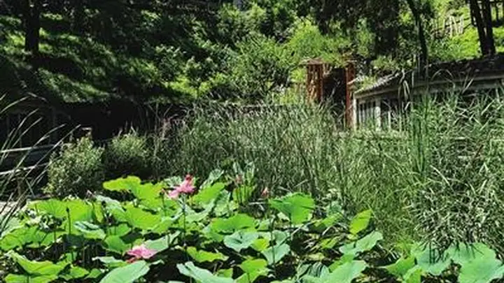 百望山森林公园:市郊夏日清凉胜境
