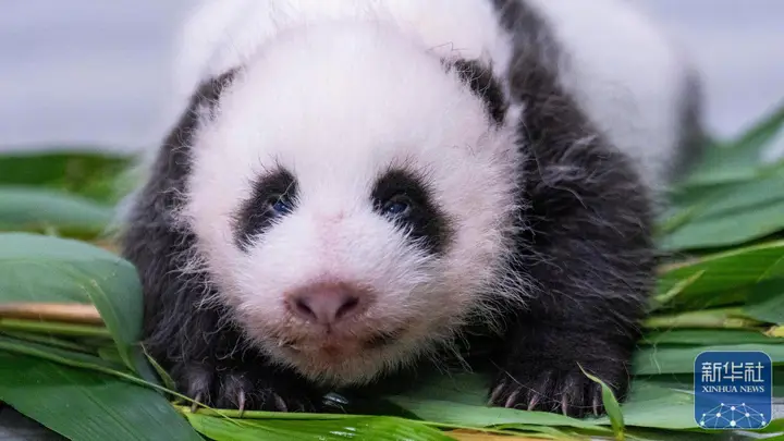 爱宝乐园发布新生大熊猫幼崽亲密照片