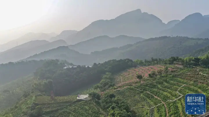 河北兴隆：高山花海美如画