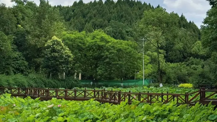 德阳赏荷盛典已上线 千亩荷塘等你解锁清凉一夏