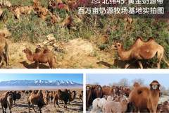 丝路驼铃飘乳香——源西域亮相第九届中国-亚欧博览会，特色乳品引发现场热潮