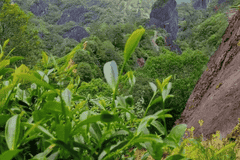 武夷岩茶品质优劣有了科学依据 2023年叶研究所数据指明核心评判标准