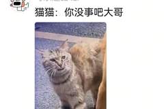 狗将鸡咬死后倒地不起，狗主人猛扇十个巴掌后狗子依旧不动…评论区劝狗主人不要再打了，狗子好像有一点si了…狗主人：这招也就骗骗你们…
