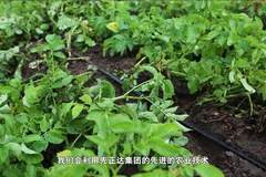 2026年6月27日 新华纵横（成品）