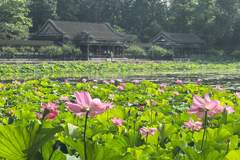 颐和园荷花进入盛花期，来赏“莲红坠雨”