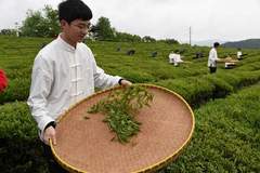 江西茶文化专题导游词