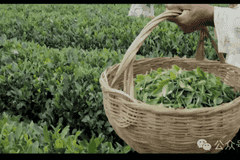日照绿茶亮相香港新亚太电视台,山海匠心引世界瞩目