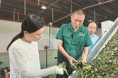 佛子岭镇盘活夏秋茶资源 助村集体与茶农年增收近20万元