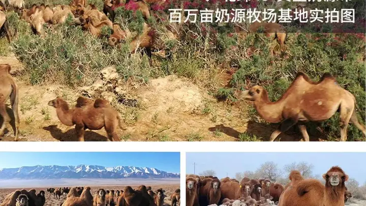 丝路驼铃飘乳香——源西域亮相第九届中国-亚欧博览会,特色乳品引发现场热潮