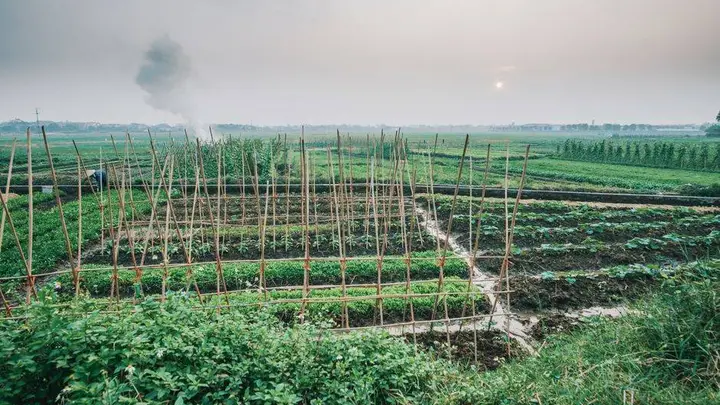 夏天随处可见的时令野菜!清爽适口,夏季轻养别错过