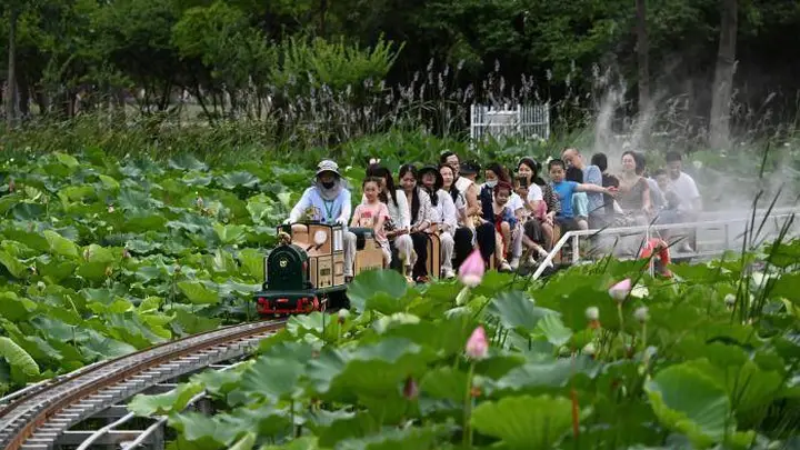 小火车穿行荷塘间 安徽城市公园解锁夏日浪漫