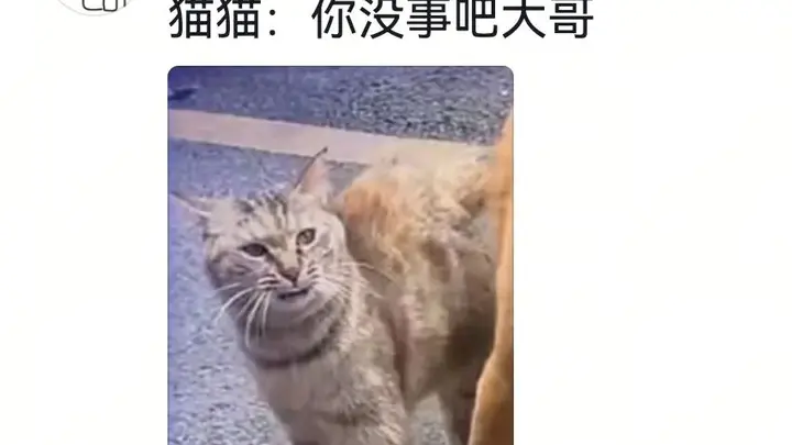 狗将鸡咬死后倒地不起,狗主人猛扇十个巴掌后狗子依旧不动…评论区劝狗主人不要再打了,狗子好像有一点si了…狗主人:这招也就骗骗你们…