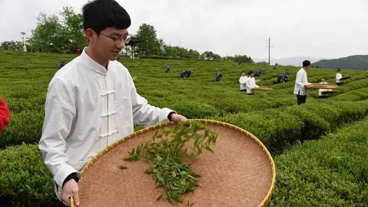 江西茶文化专题导游词