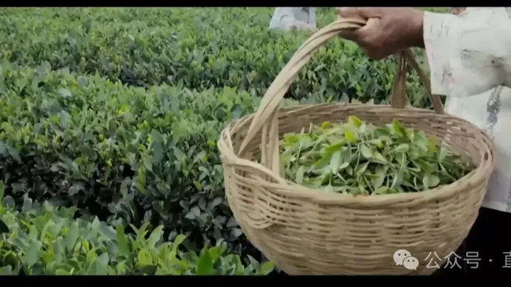 日照绿茶亮相香港新亚太电视台,山海匠心引世界瞩目