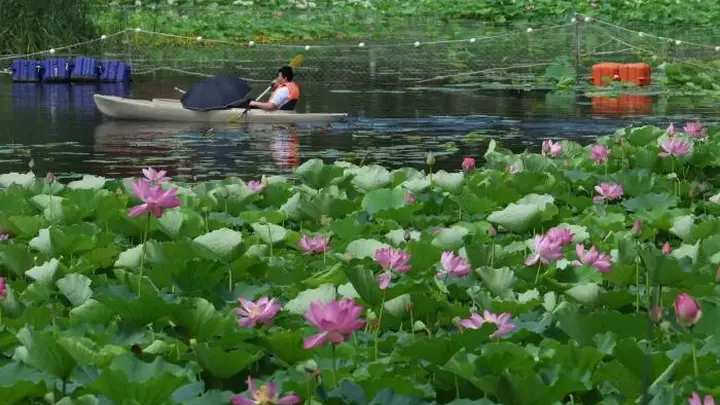 龙潭西湖荷花盛放,夏日赏荷正当时