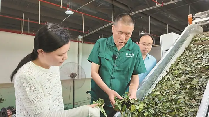 佛子岭镇盘活夏秋茶资源 助村集体与茶农年增收近20万元