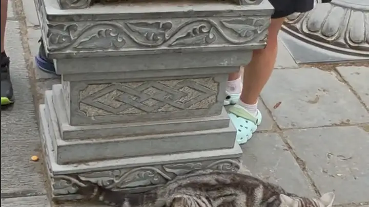 西安大兴善寺网红猫石像被游客摸得发亮 景区回应系后修并无历史