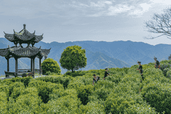 盒马联手阿里巴巴乡村特派员 助力浙南深山好茶走向全国