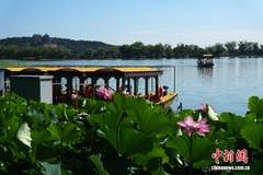 北京: 颐和园荷花进入盛花期 画舫泛舟引游客赏夏日湖景