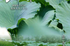 文旅节气海报|小暑至,荷风起,天鹅湖万亩荷塘藏清凉