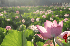 千城百县看中国丨福建:夏日赏荷正当时