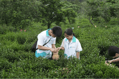 我院“笃志向善”突击队沉浸式体验完整制茶工序，亲手制茶践匠心，躬行茶事悟传承
