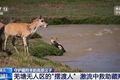 高原汉子海拔5200米坚守生命禁区 激流中守护藏羚羊迁徙平安过境