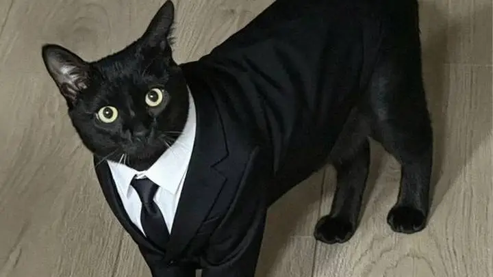 把黑猫养成“大黑猪”，网友争相晒“养猪”照，谁家没有呢？