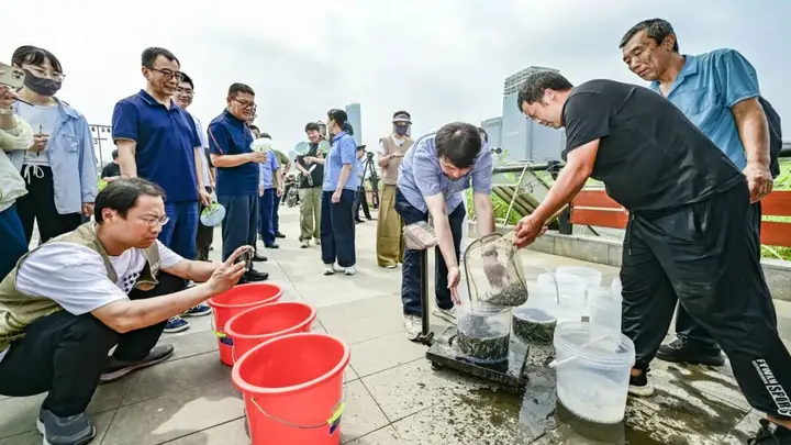 增殖放流修复北运河生态,以鱼净水灭蚊擦亮滨水游园底色