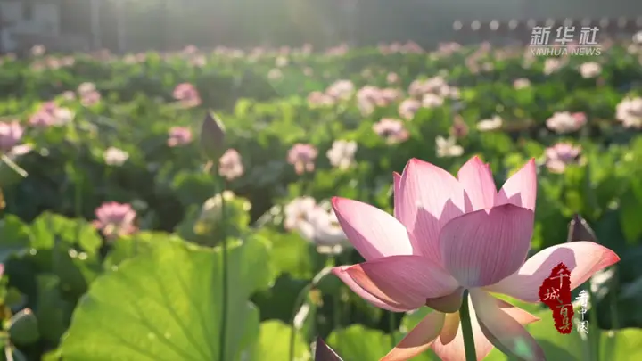 千城百县看中国丨福建:夏日赏荷正当时