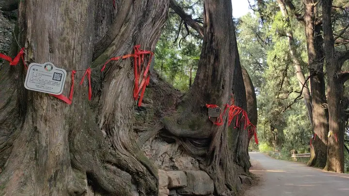 两位古蜀道宣传大使发力,古道热度飙升引多方关注