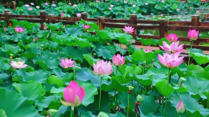 昼摘鲜果夜赏光影 凤凰沟“昼采夜赏”新模式激活南昌夏日乡村经济活力