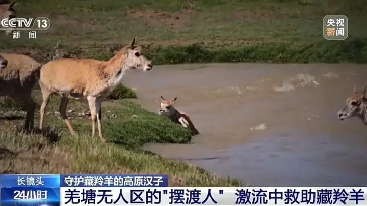 高原汉子海拔5200米坚守生命禁区 激流中守护藏羚羊迁徙平安过境