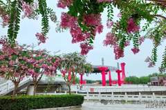 商丘日月湖景区：紫薇花开