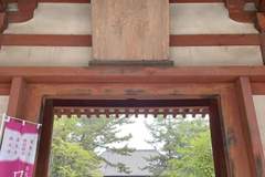 唐招提寺的莲 | 陆春祥